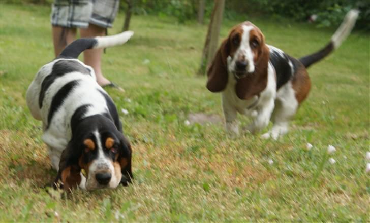 Basset hound Bjasto's Alive (LULU) billede 6