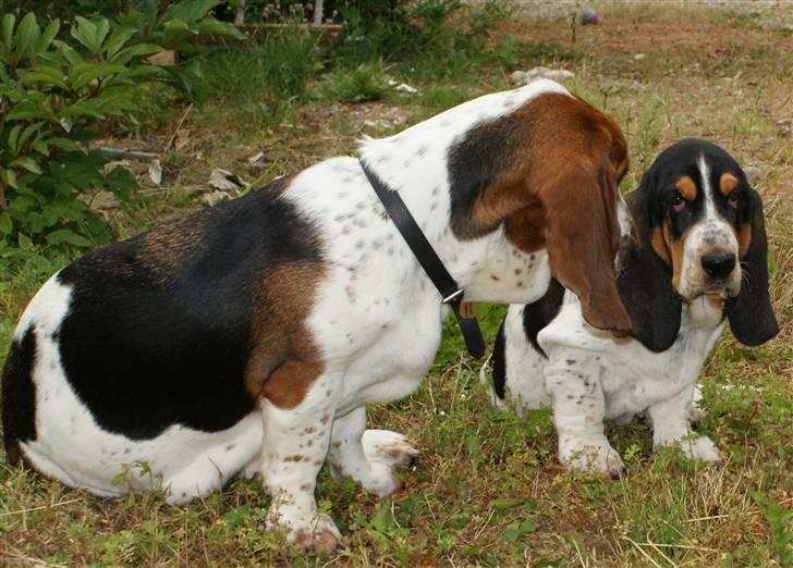 Basset hound Bjasto's Alive (LULU) billede 7