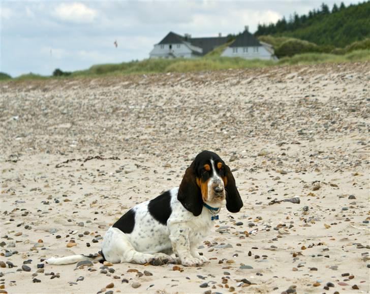 Basset hound Bjasto's Alive (LULU) billede 8