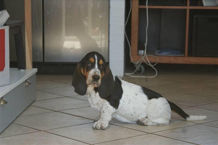 Basset hound Bjasto's Alive (LULU) billede 9