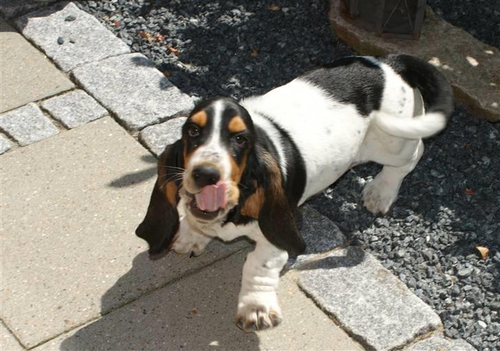 Basset hound Bjasto's Alive (LULU) billede 10