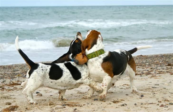 Basset hound Bjasto's Alive (LULU) billede 11