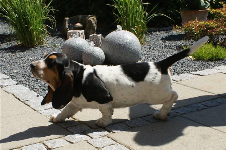 Basset hound Bjasto's Alive (LULU) billede 12