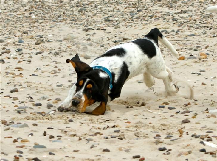 Basset hound Bjasto's Alive (LULU) billede 13