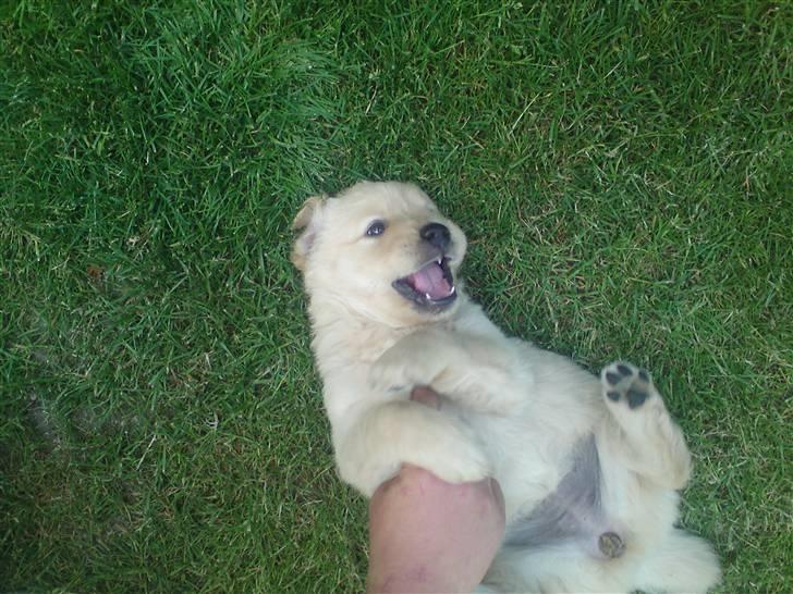 Golden retriever Fie billede 1