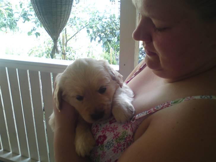 Golden retriever Fie billede 2