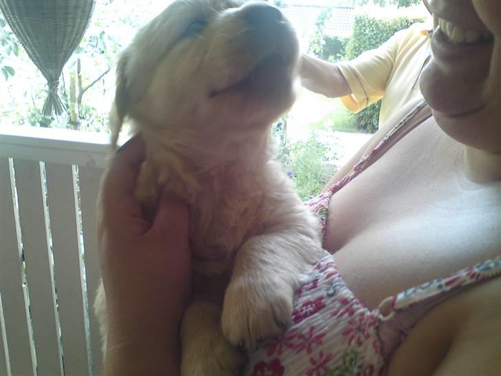 Golden retriever Fie billede 3