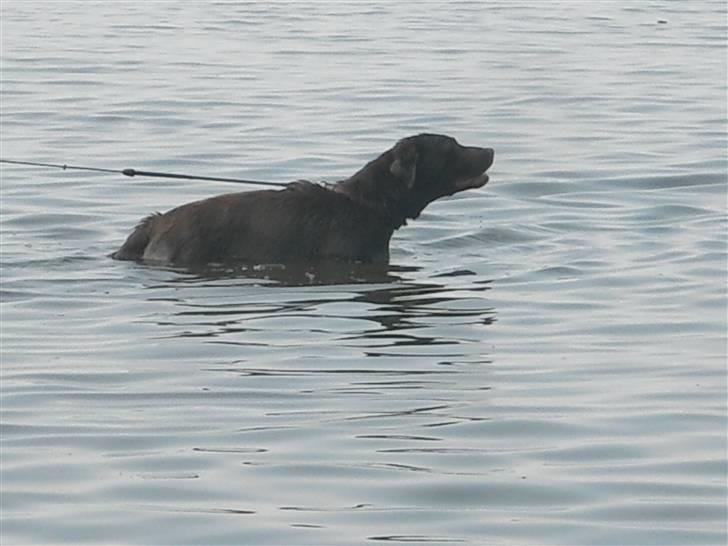 Labrador retriever Sille R.I.P billede 13