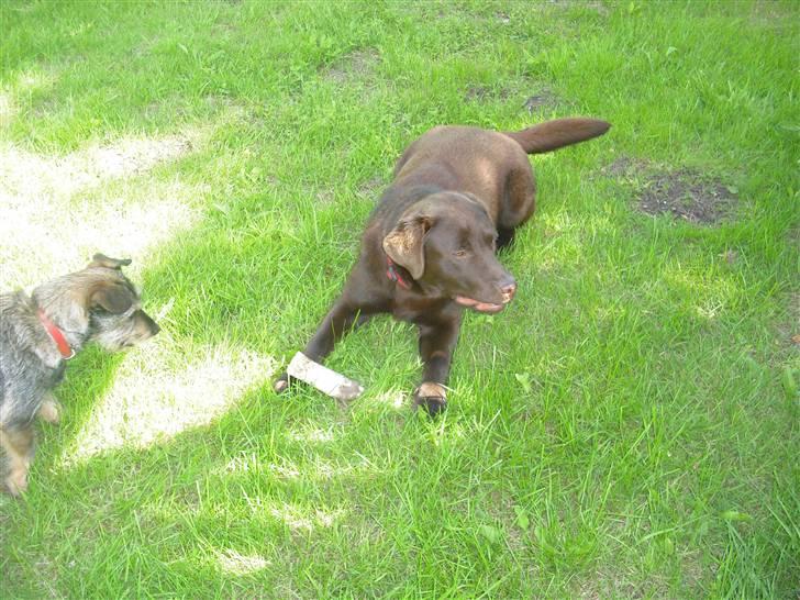 Labrador retriever Sille R.I.P billede 14