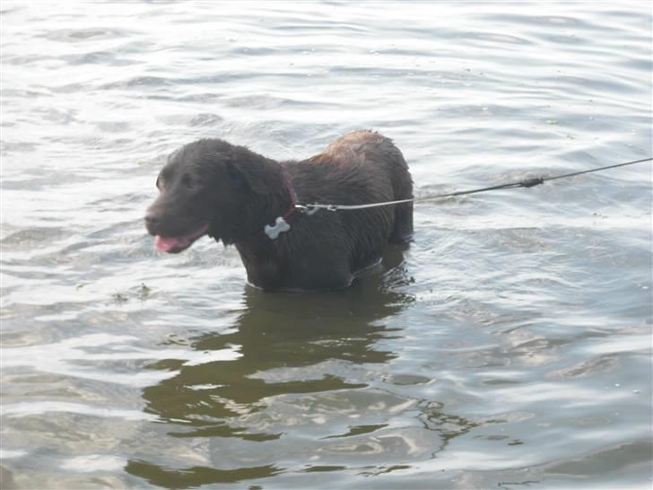 Labrador retriever Sille R.I.P billede 15