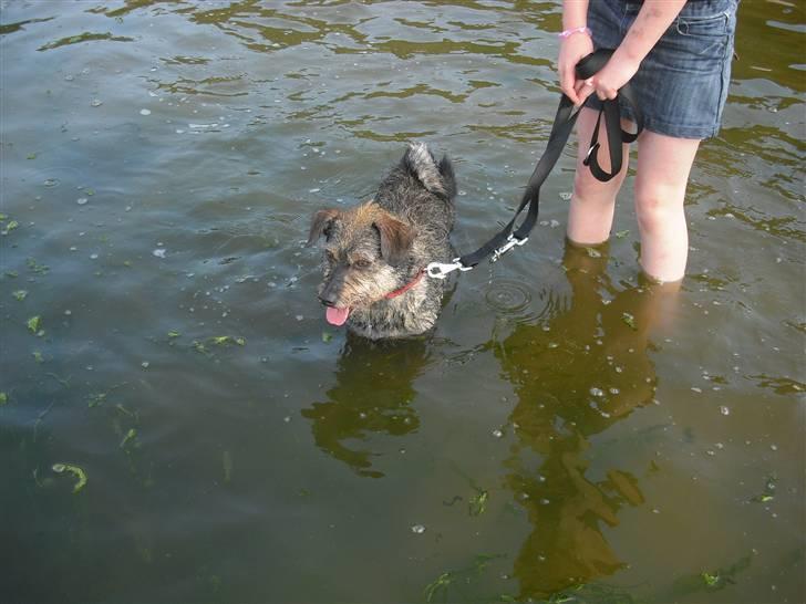 Blanding af racer Bamse R.I.P billede 9