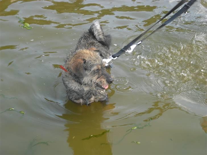 Blanding af racer Bamse R.I.P billede 10