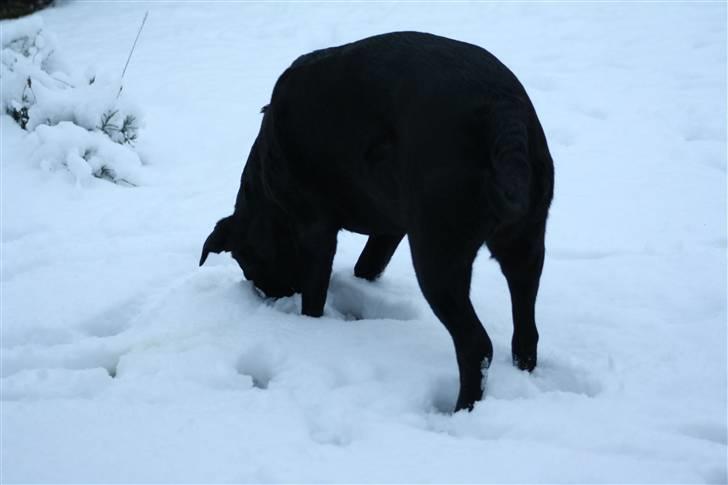Labrador retriever Tiki - Snehunden Tiki :D billede 11