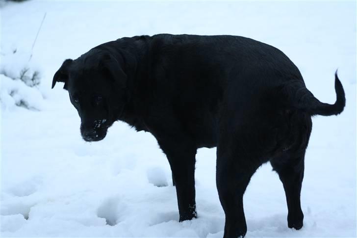 Labrador retriever Tiki - Tager du nu billeder igen, så må jeg jo heller lige finde på noget jeg kan lave :D billede 12