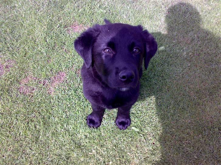 Labrador retriever Tiki - Tiki som lille kun 9 uger gammel billede 13