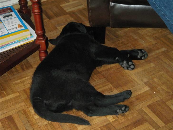 Labrador retriever Tiki - lille tiki træt efter at have leget med sim bedste veninde Mille som bor inde ved siden af billede 14