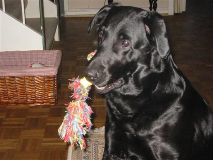 Labrador retriever Tiki - Skal vi ikke lege nu?? jeg sidder lige så pænt med legetøjet :) billede 15