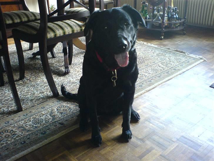 Labrador retriever Tiki - se hvor pænt jeg kan sidde, Tiki ca. 2 år gammel billede 16