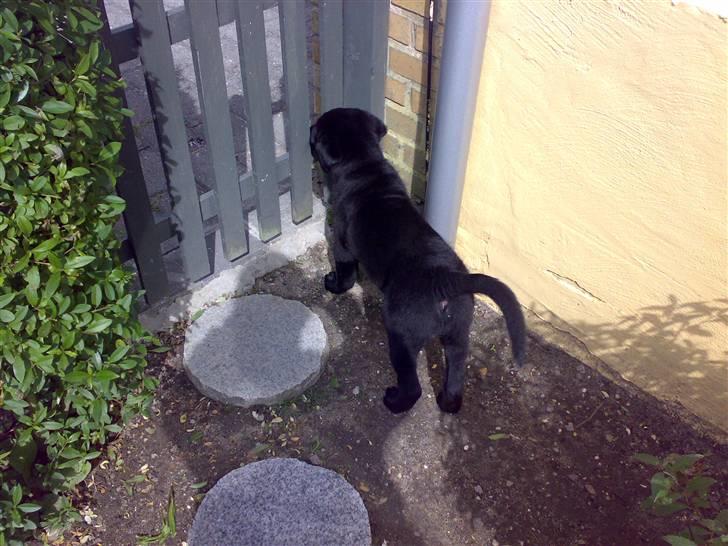 Labrador retriever Tiki - tiki ved have lågen ind til naboen og håber på at vovse Mille vil lege :) billede 17