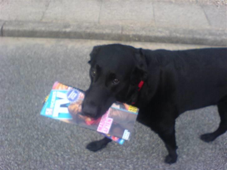 Labrador retriever Tiki - Tiki bærer et blad hjem fra tanken billede 18