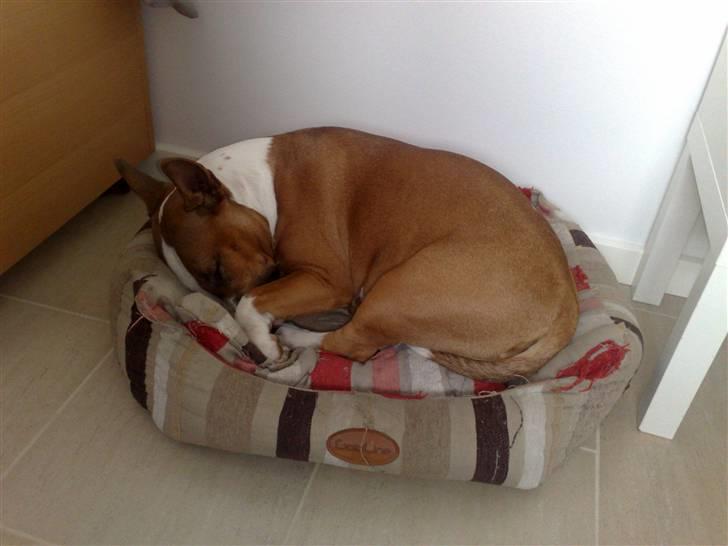 Bullterrier miniature Bruni Banani - Min kurv er da ikke for lille ;-) Juli 2010 billede 14