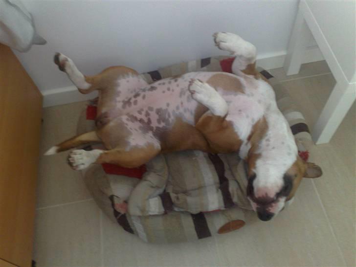 Bullterrier miniature Bruni Banani - Søndagsslapper - juli 2010 billede 15