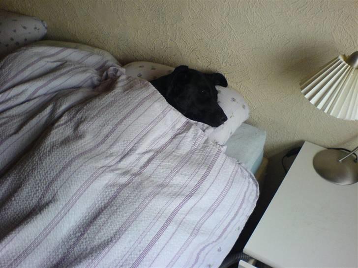 Labrador retriever Tiki - tiki mente at hun lige skulle tage en lur i mormors seng og morfar der havde lagt dynen over tiki og tog et billed. normalt gør hun det ikke :) billede 19