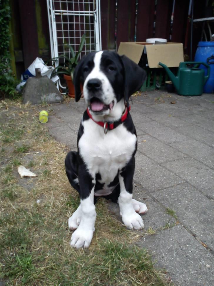 Blanding af racer Martha billede 4