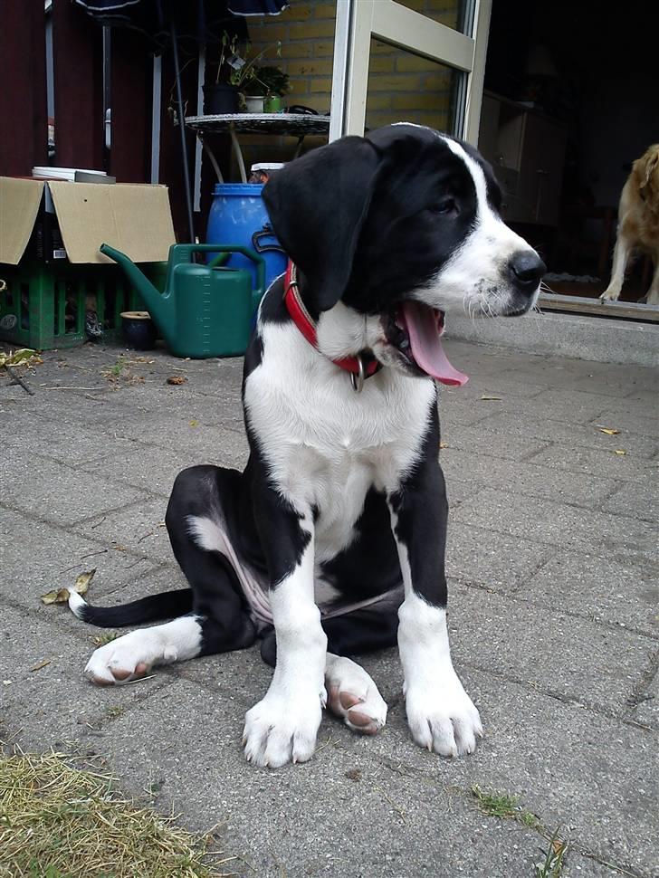 Blanding af racer Martha billede 5