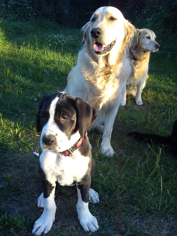 Blanding af racer Martha billede 6