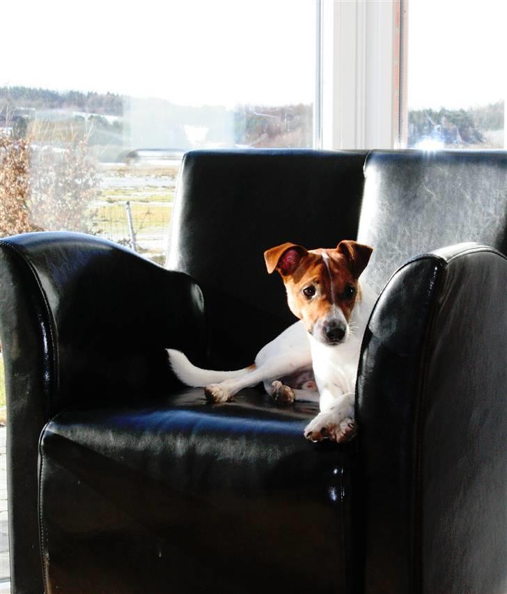 Dansk svensk gaardhund Felix - ca 1½ år gammel, foto session i hjemmet :) billede 1