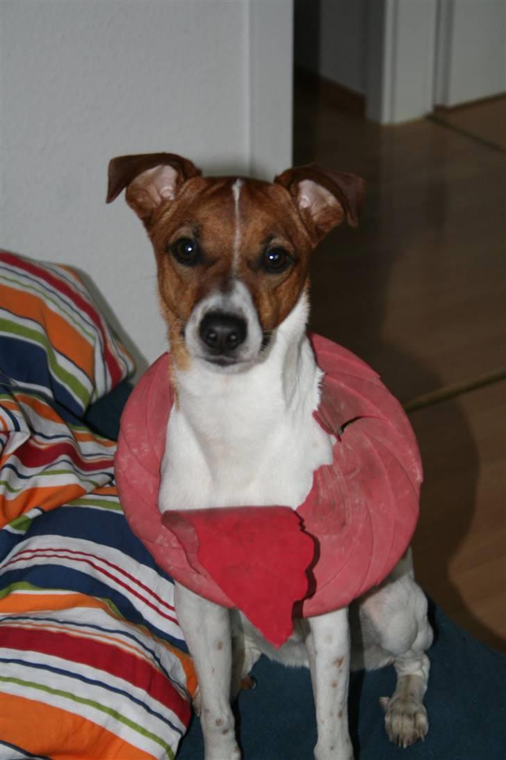 Dansk svensk gaardhund Felix - sådan ser hans frisbee ud  billede 12