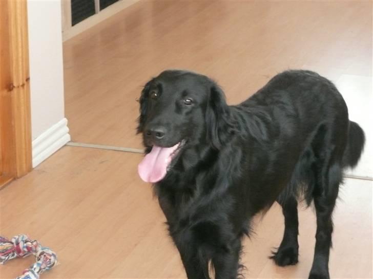 Flat coated retriever Molly billede 2
