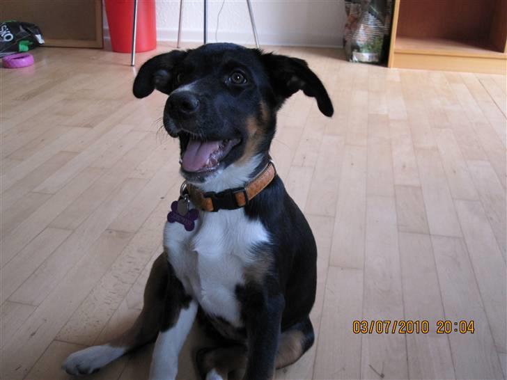 Blanding af racer Daisy billede 2