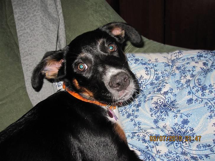 Blanding af racer Daisy billede 12