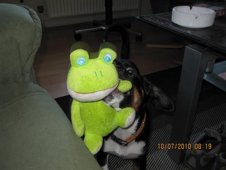 Blanding af racer Daisy billede 13