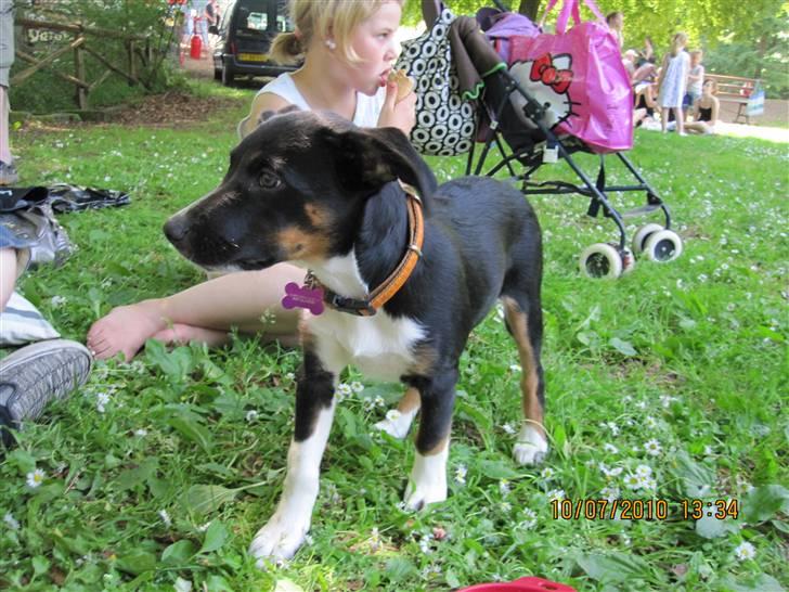 Blanding af racer Daisy billede 14