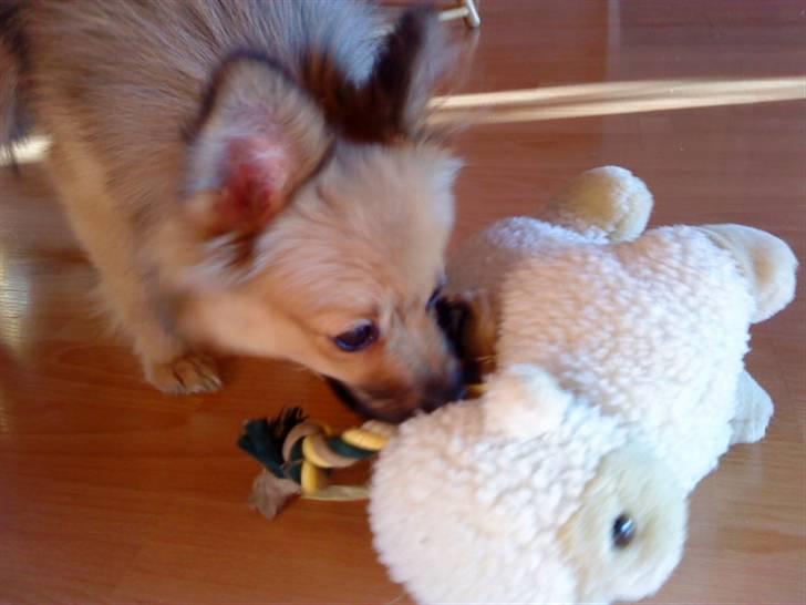 Pomeranian Bella / Mors / svigermors hund billede 8