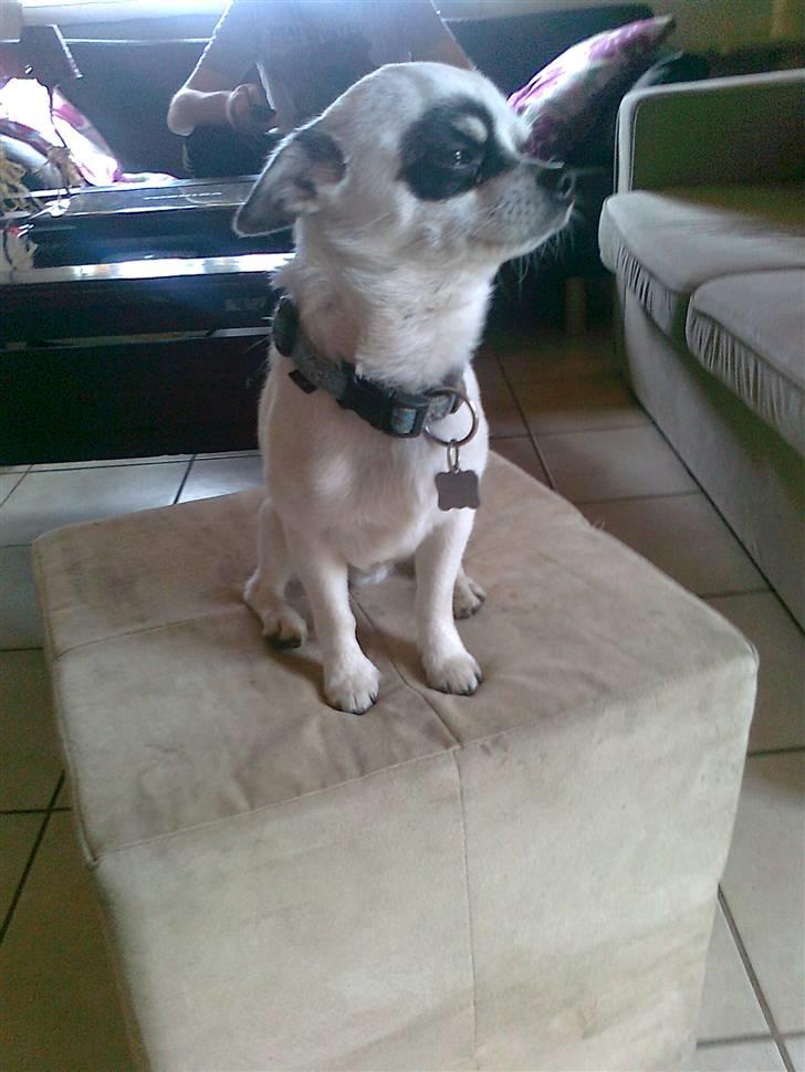 Chihuahua Bobo - Konge her SE MIG SE MIG billede 5
