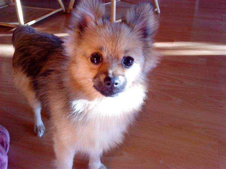 Pomeranian Bella / Mors / svigermors hund billede 9