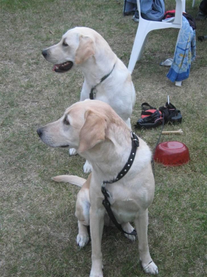 Labrador retriever Buller - Mor og søn billede 7