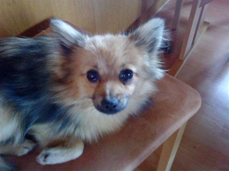 Pomeranian Bella / Mors / svigermors hund billede 10