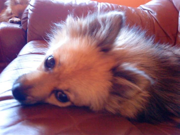 Pomeranian Bella / Mors / svigermors hund billede 11