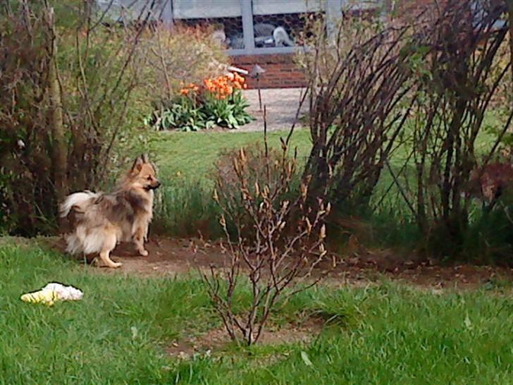 Pomeranian Bella / Mors / svigermors hund billede 12
