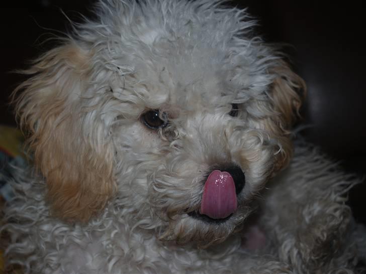 Blanding af racer Louie<3 - Velkommen til Louie´s Profil :D <3  billede 1