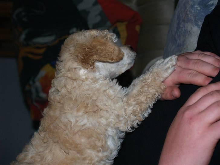 Blanding af racer Louie<3 billede 2