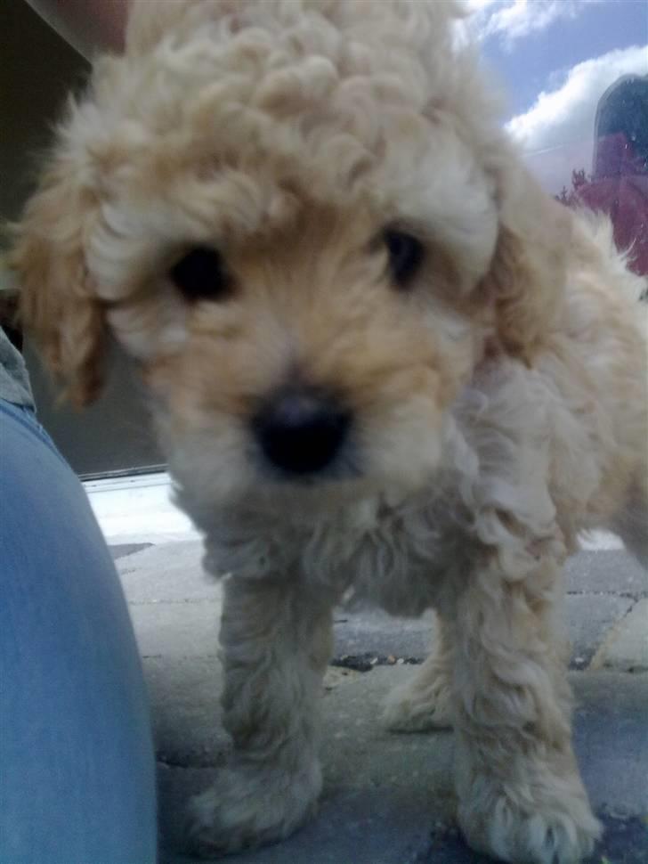 Blanding af racer Louie<3 - Louie da han var 6 uger <3 billede 3