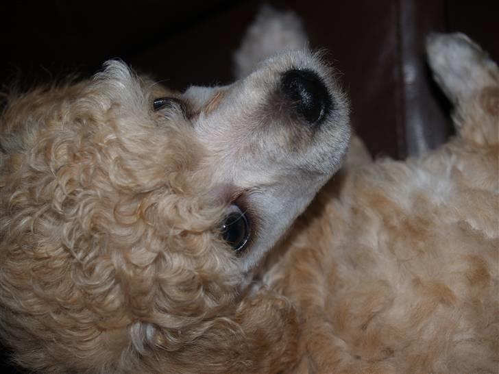 Blanding af racer Louie<3 billede 5