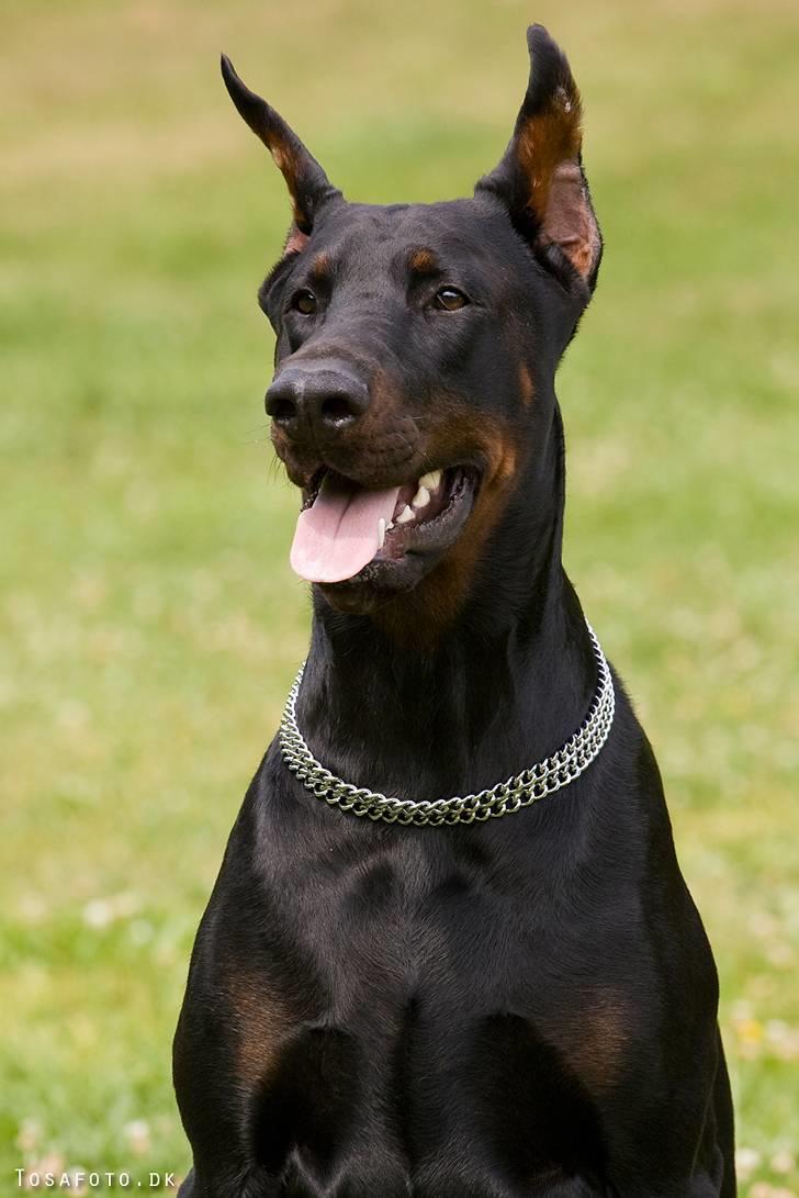 Dobermann R.I.P  Zigga - Er jeg ikke bare sød . billede 1