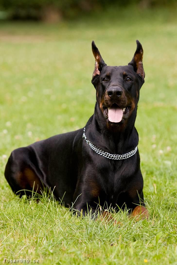 Dobermann R.I.P  Zigga - Hvor blev bolden af. billede 2